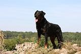 BEAUCERON 762